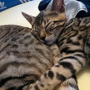 Meet your Posher, Charlotte